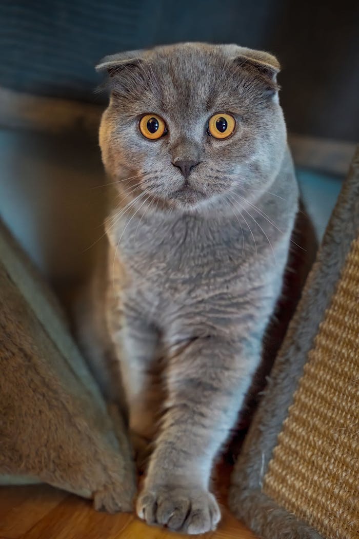 Charming Scottish Fold cat with striking eyes sitting indoors.