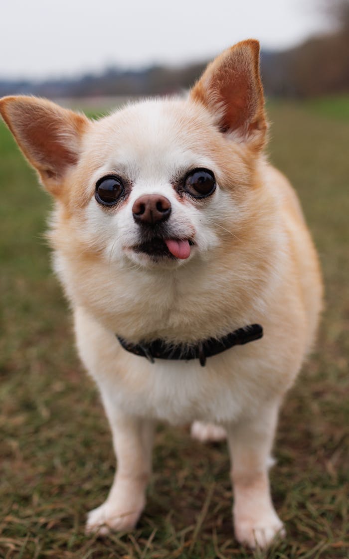 Adorable Chihuahua with tongue out standing on grass outdoors.